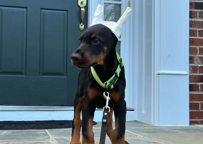 Estetikli Doberman yavrular